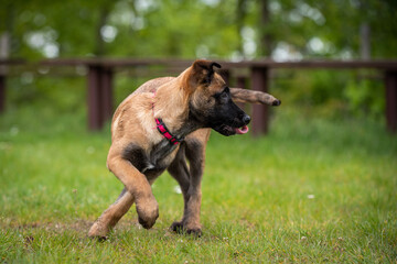 belgian malinois puppy