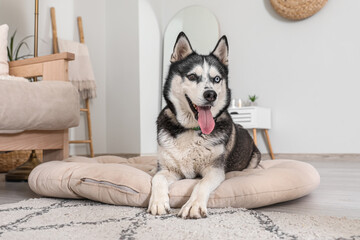 Adorable Husky dog on pet bed at home