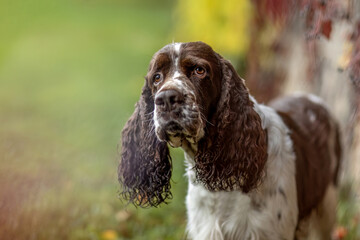 Portrait of a beautiful adult purebred english springer cocker dog in autumn outdoors - obrazy, fototapety, plakaty
