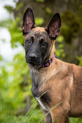 belgian malinois puppy