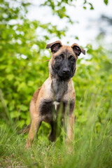 belgian malinois puppy