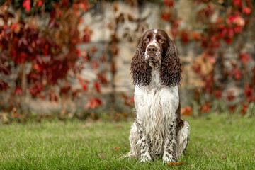 Portrait of a beautiful adult purebred english springer cocker dog in autumn outdoors