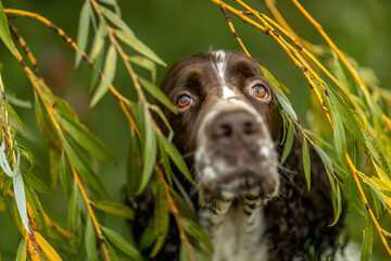 Portrait of a beautiful adult purebred english springer cocker dog in autumn outdoors
