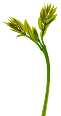 Green spring foliage. Green elderberry leaves.Herbal medicine. Healthy food concept. elderberry...