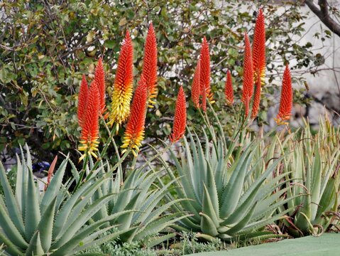 Orange Bl&uuml;te einer Pflanze auf La Palma