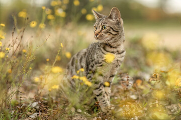 A young striped bengal mix cat exploring a meadow outdoors
