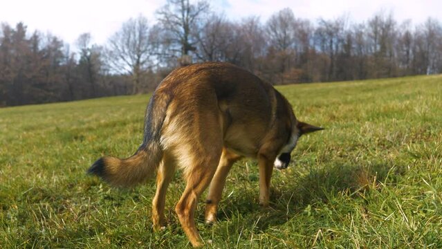 CLOSE UP: Brown mixed breed dog spews mucus while walking on a green meadow. Shepherd dog with upset stomach vomits after eating to much green gras on an autumn walk through the hilly countryside.