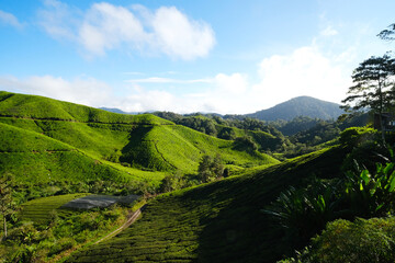 A picture of scenic hill tea plantation estate in Cameron Highland in the morning.