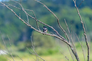 A Belted Kingfisher perched in a tree at Arcadia Marsh, in Arcadia, Michigan.