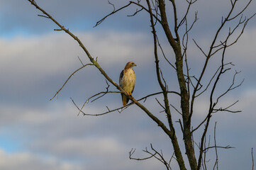 A Red Tailed Hawk perched in a tree at Arcadia Marsh, in Arcadia, Michigan.