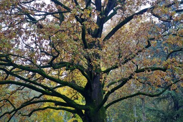 Fototapeta premium Scenery of a forest with yellow foliage: Autumn foliage concept with tree branches with yellowed leaves and yellow leaves fallen: Monumental oak Farnia with yellow autumn leaves