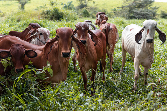 cow on the farm