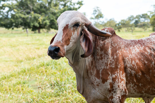 cow on the farm