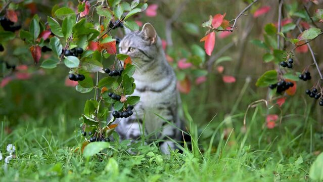 British shorthair silver tabby kitten walking in a back yard on a bright summer day. Slow motion footage of a juvenile domestic cat having fun outdoors in a garden or a back yard.
