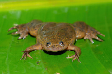 A cute Common Platanna, also known as the African Clawed Frog (Xenopus laevis) on a large green leaf