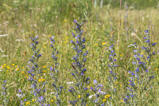 Group of Echium vulgare, known as viper's bugloss and blueweed flowers with buds is on a green background of leaves and grass in a park in summer