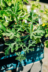 Watermelon Seedling Bliss: Close-Up of Tiny Watermelon Plant on Nursery Bench Amidst Baby Plants