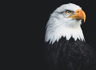 A lone bald eagle against a solid black backdrop