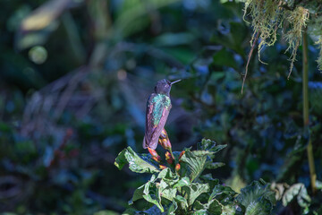 Velvet purple coronet (Boissonneaua jardini) feeding. A medium sized impressive hummingbird.
