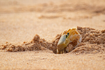 lizard on sand , crab, beach , Bahia , Brasil 