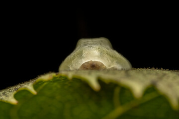 Limacodidae larva in the wild state