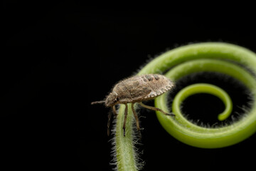 stinkbug nymph in the wild state