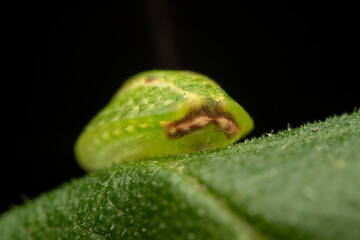 Limacodidae larva in the wild state