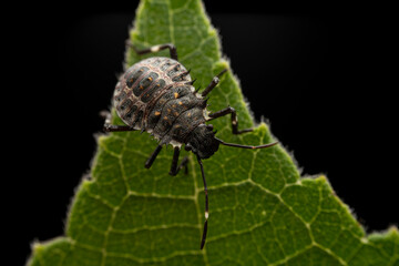 Halyomorpha halys in the wild state