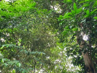 Low angle of fruit trees in the forest
