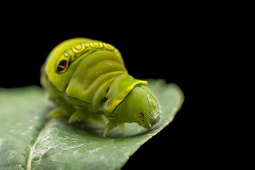 Papilio xuthus larva in the wild state