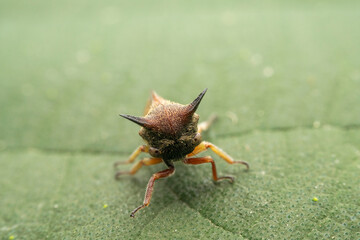 Membracidae in the wild state