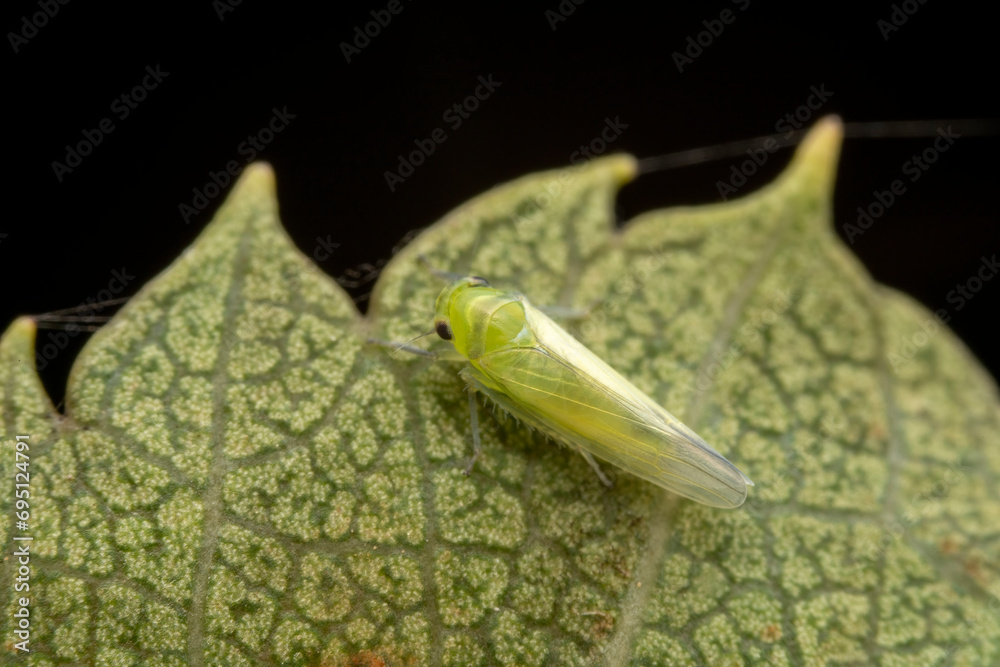 Wall mural leafhopper in the wild state