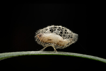 Limacodidae cocoon in the wild state