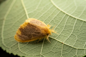 tussock moth in the wild state
