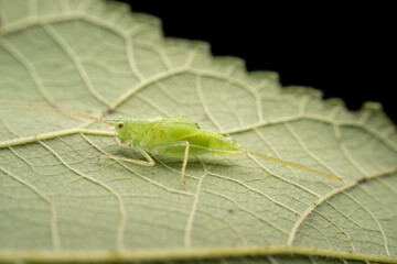 katydid in the wild state