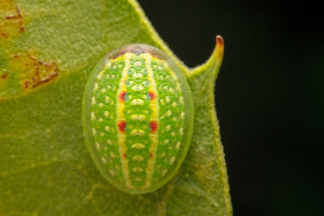 Limacodidae larva in the wild state