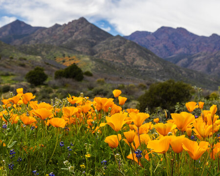 Abundant poppies along Deer Creek  trail with the Mazatzal mountains in the background. Near Payson, Arizona.
