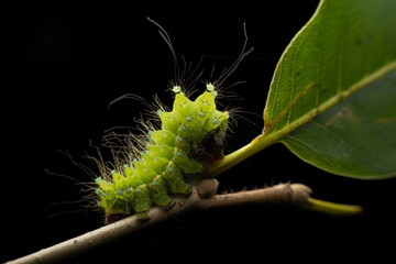 Actias ningpoana larva in the wild state