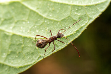 Riptortus pedestris in the wild state