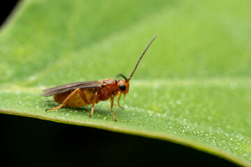 parasitic wasp in the wild state