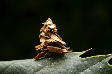 psychid larva in the wild state