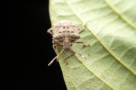 Halyomorpha halys in the wild state