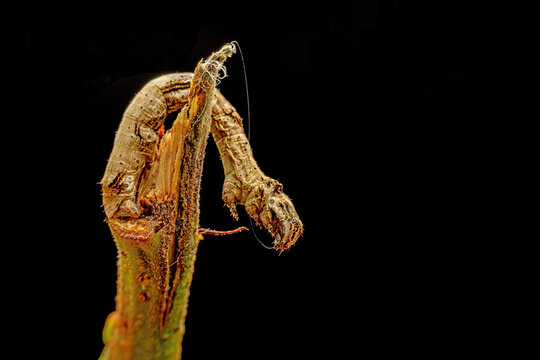 inchworm in the wild state