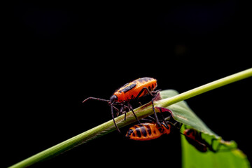 Tropidothorax elegans Distant in the wild state