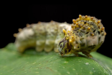Papilio xuthus larva in the wild state