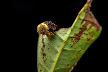 Lepidoptera larvae in the wild state