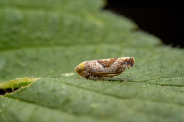 hishimonus sellatus in the wild state