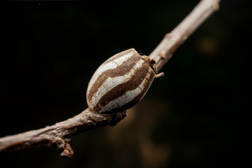 Limacodidae cocoon in the wild state