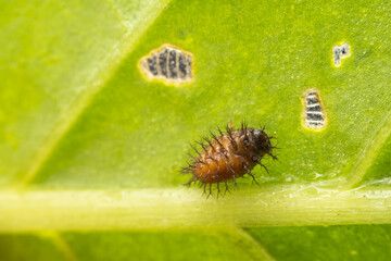 Cassida nebulosa larvae in nature state