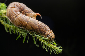 hornworms in the wild state